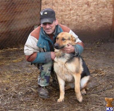 Dogs - German Shepherd